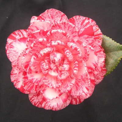 Kay Berridge
